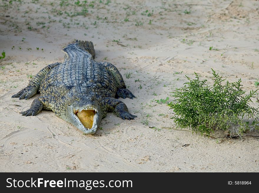 A crocodile on a sand