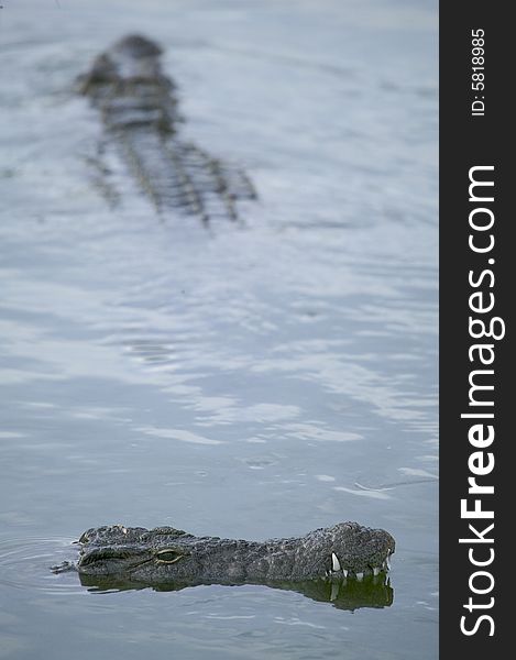 Some crocodiles in a river