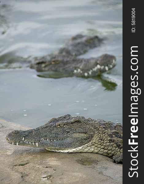 Some crocodiles in a river