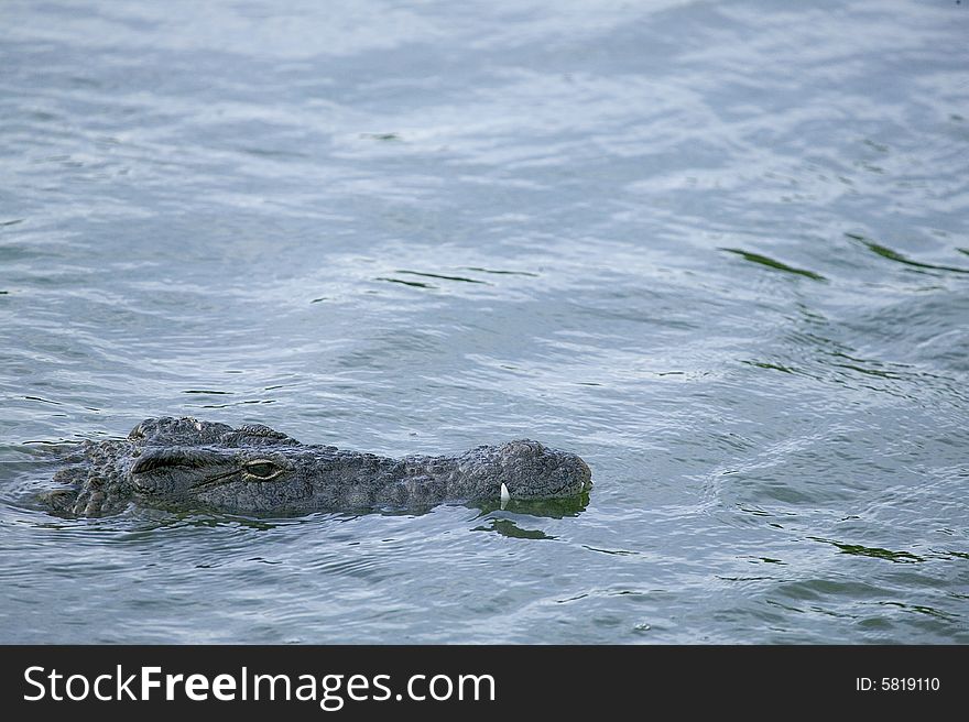 A crocodile in a river