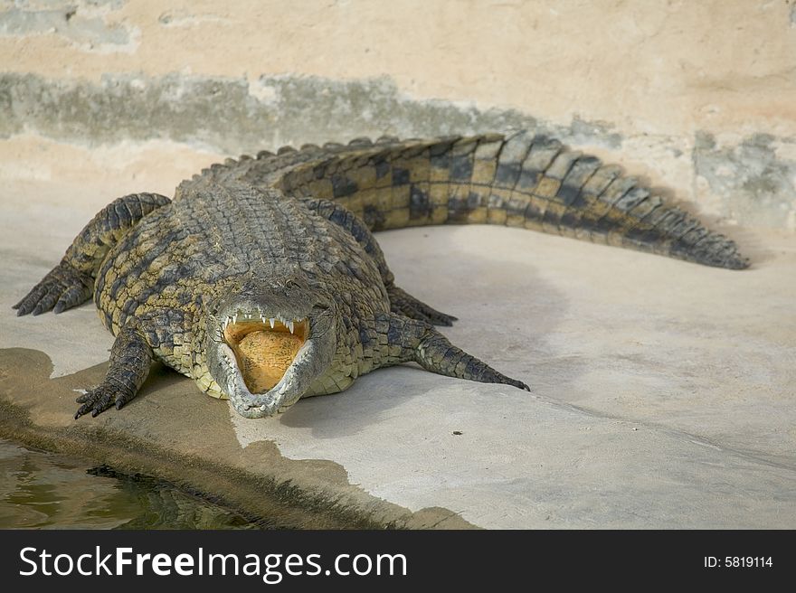 A crocodile on a sand