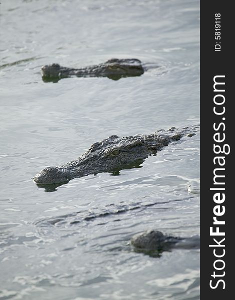 Big crocodile in salt water