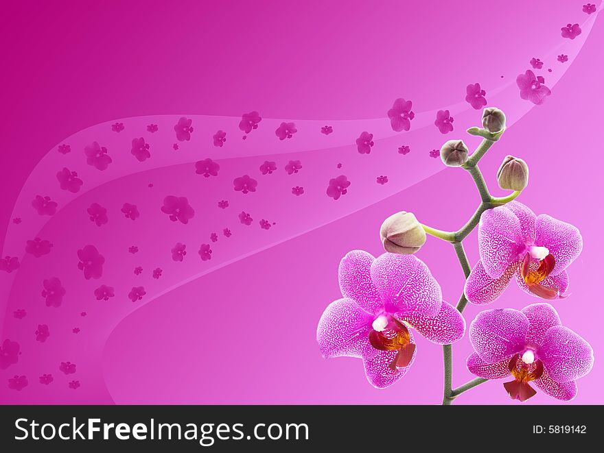 Close-up Of A Beautiful Orchid Against