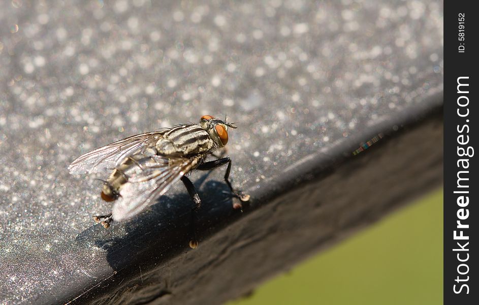 Close-up of Flesh Fly on porch rail cleaning its back legs.