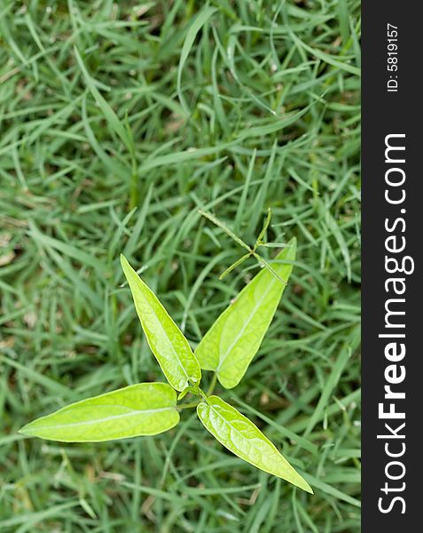 A young seedling grows in the green grass for background. A young seedling grows in the green grass for background