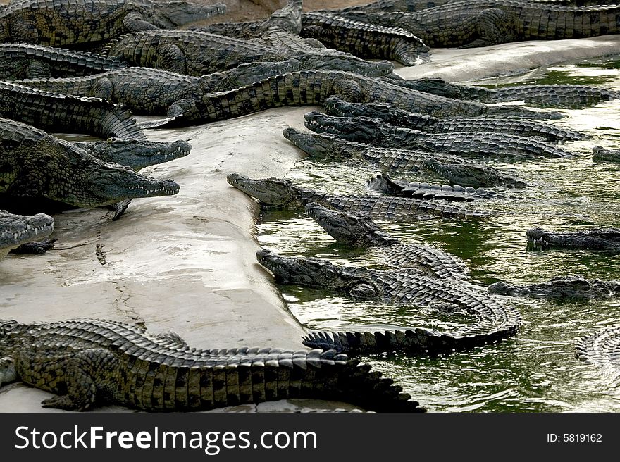 Some crocodiles in the mud