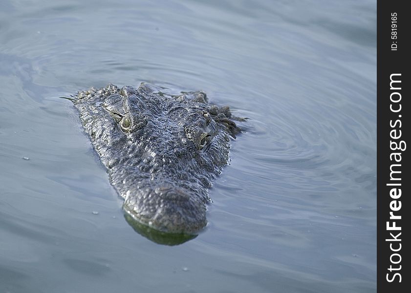 A crocodile in a river