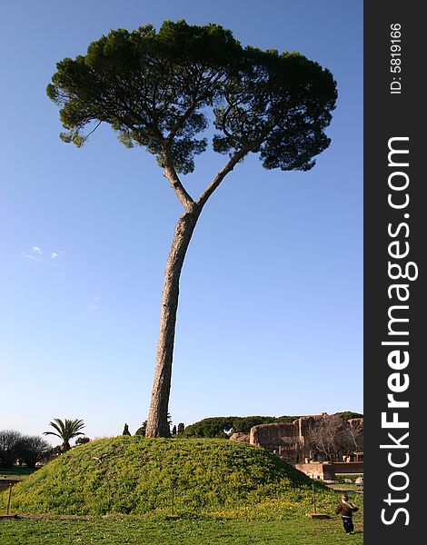 A large tree at the top of a small hill. A large tree at the top of a small hill.