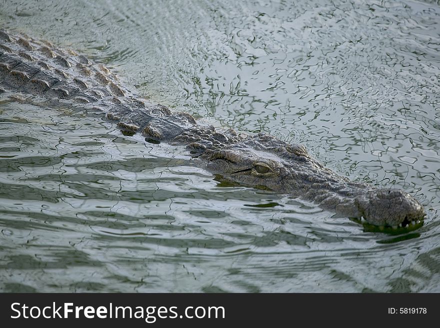 A crocodile in a river