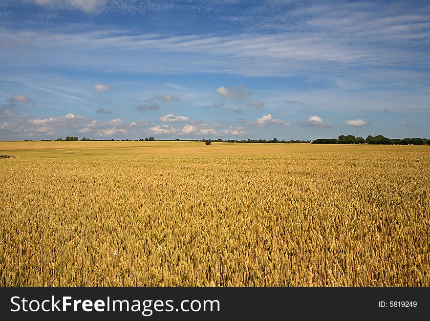 Wheat field in golden light with blue sky as background.