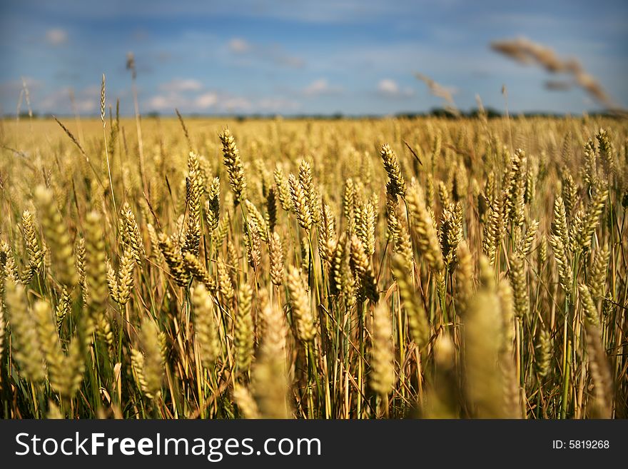 Wheat field in golden light with blue sky as background. The focus is selective on the fronter part of the picture