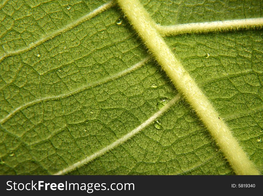 Back of a leaf showing the leaf structure