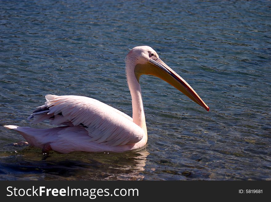 The popular pink Pelican on Mykonos in the Greek Isles. The popular pink Pelican on Mykonos in the Greek Isles.