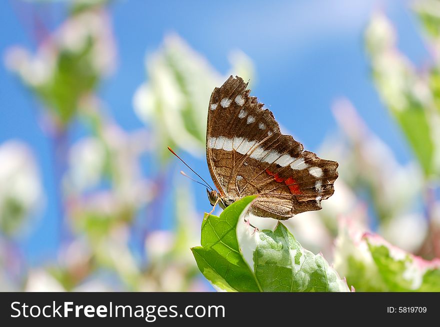Single butterfly resting on a tree leaf