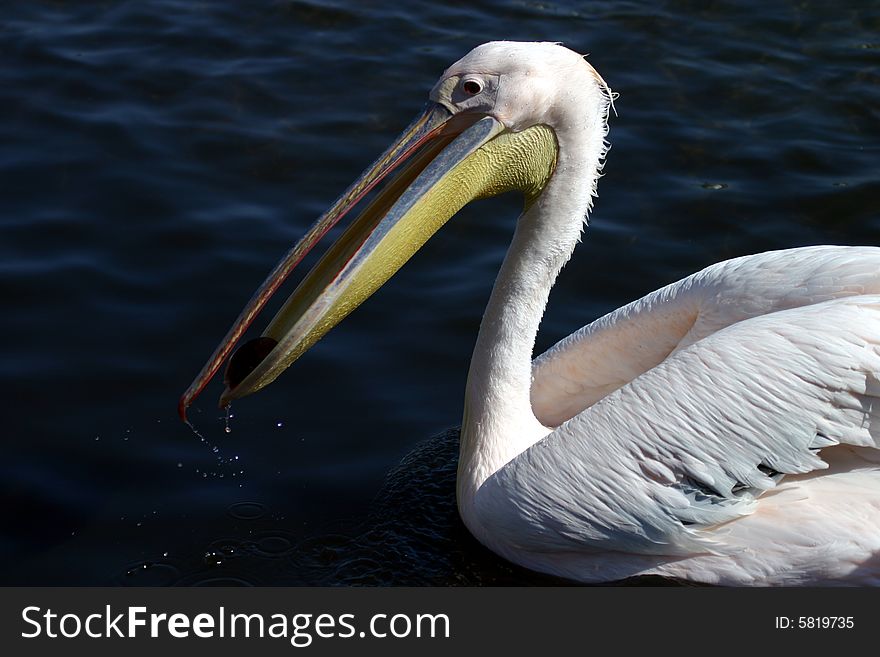 The popular pink Pelican on Mykonos in the Greek Isles. The popular pink Pelican on Mykonos in the Greek Isles.