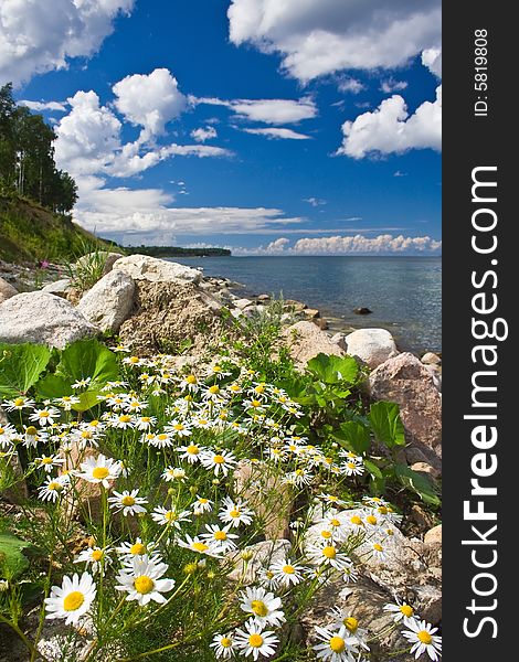 Camomiles and stones on a seacoast