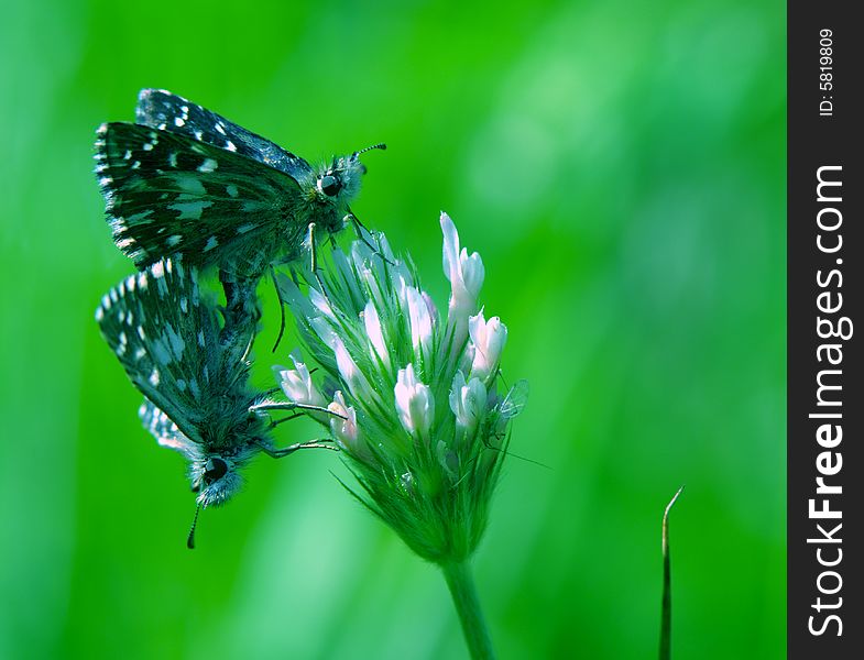 Two butterflies are engaged in love on a clover. Two butterflies are engaged in love on a clover