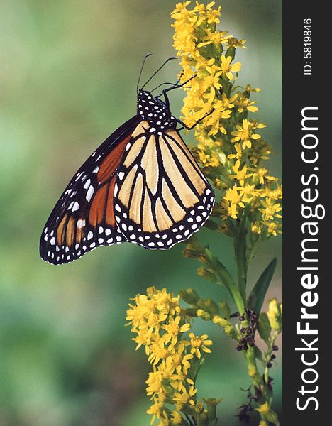 Photo of a monarch butterfly feeding on a goldenrod flower.