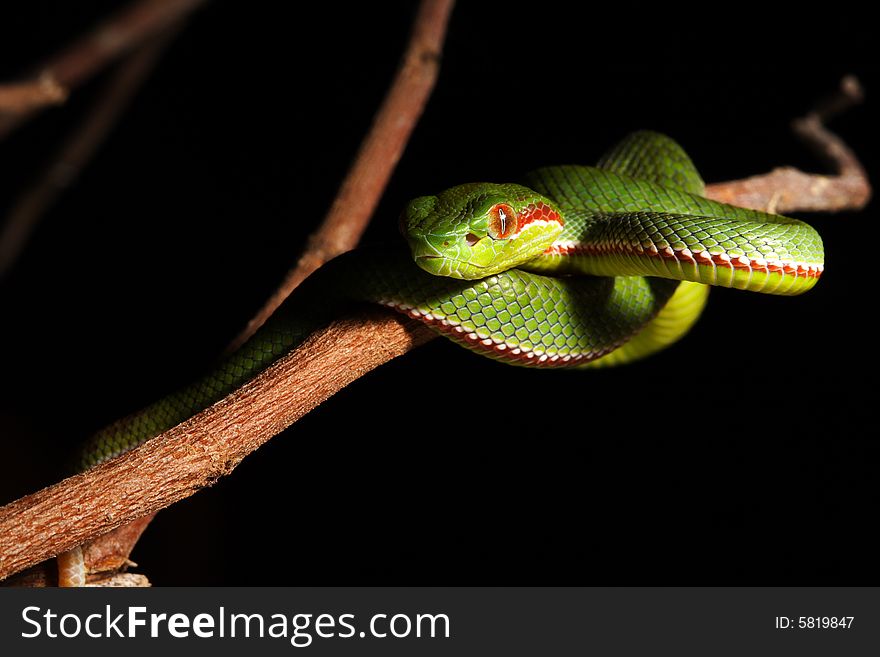 Image of green snake in the zoo.