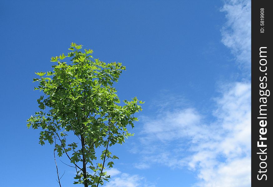 A small green tree in the blue sky