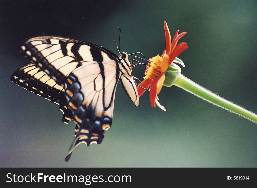 Photo of a Tiger Swallowtail butterfly feeding on an orange flower.