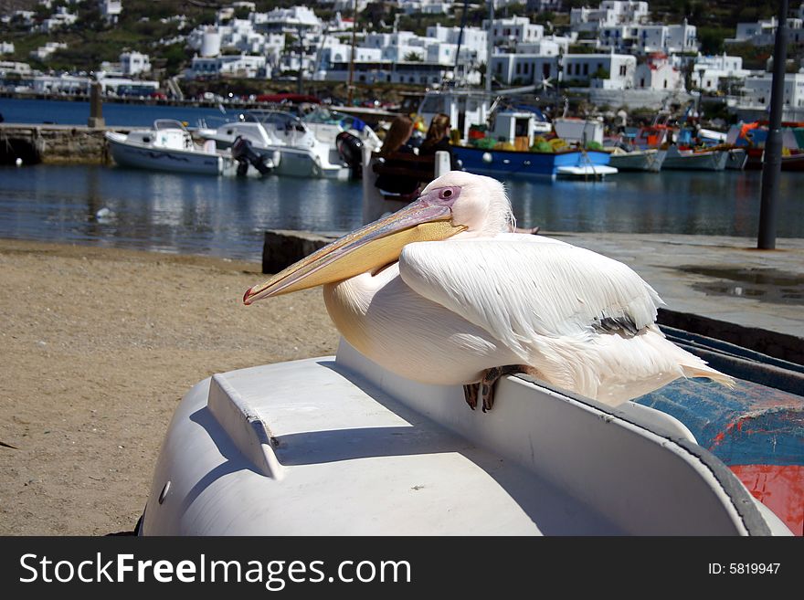 Pelican On Boat