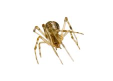 Isolated Small Spider Stock Images