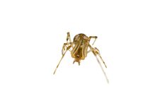 Isolated Striking Small Spider Royalty Free Stock Photography