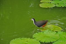Water Bird And Water Lily In The Pond Stock Image Water Bird And Water Lily In The Pond Stock Image