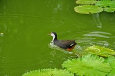 Water Bird And Water Lily In The Pond Stock Photography Water Bird And Water Lily In The Pond Stock Photography