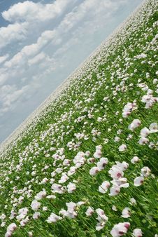 Poppy Field Stock Images Poppy Field Stock Images