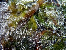 Icebound Leaf Royalty Free Stock Image Icebound Leaf Royalty Free Stock Image
