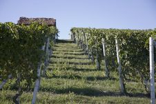 Hillside In Piemonte Royalty Free Stock Image Hillside In Piemonte Royalty Free Stock Image