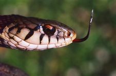 Snake Royalty Free Stock Photos Snake Royalty Free Stock Photos