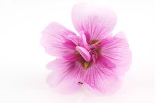 Pink Hollyhock. Stock Photo Pink Hollyhock. Stock Photo
