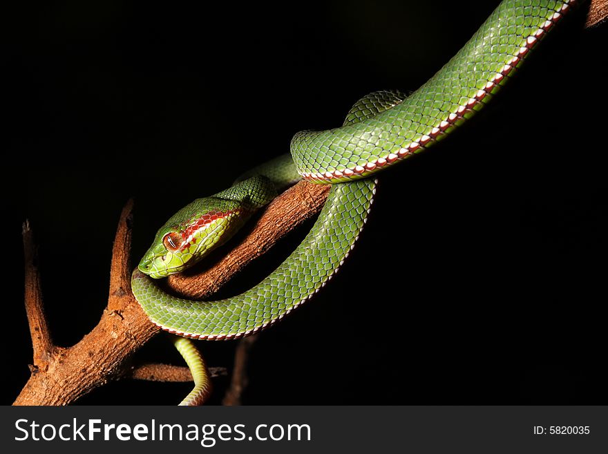 Image of green snake in the zoo.