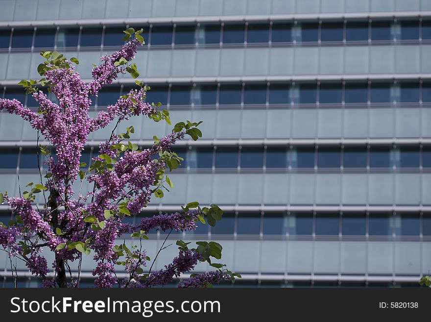Image of a modern building with violet flowers