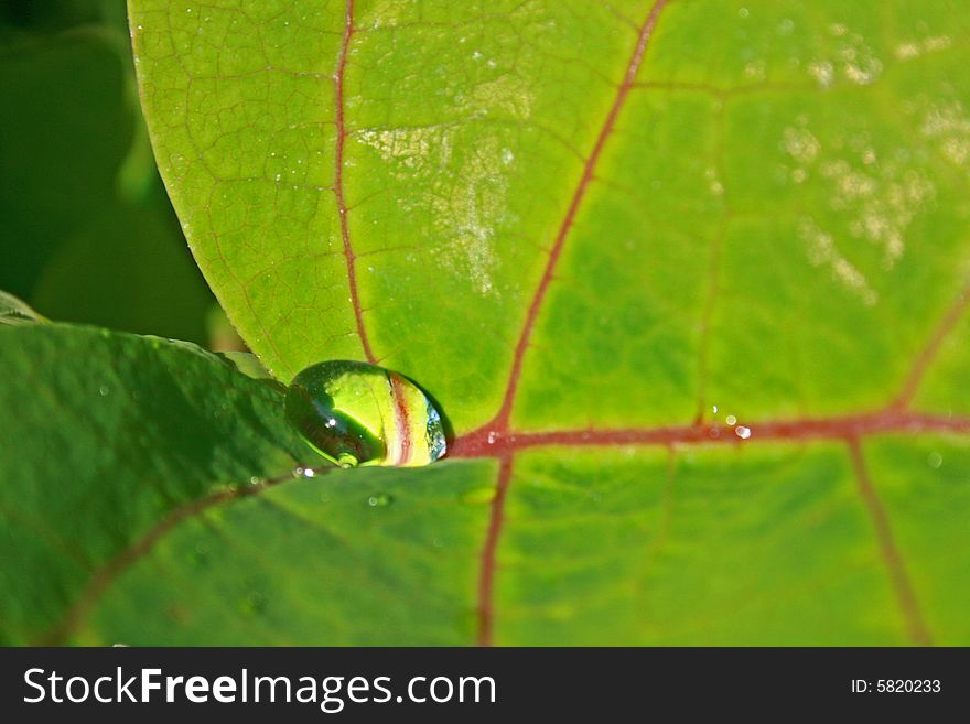 Drop of water at base of green leaf with red veins. Drop of water at base of green leaf with red veins