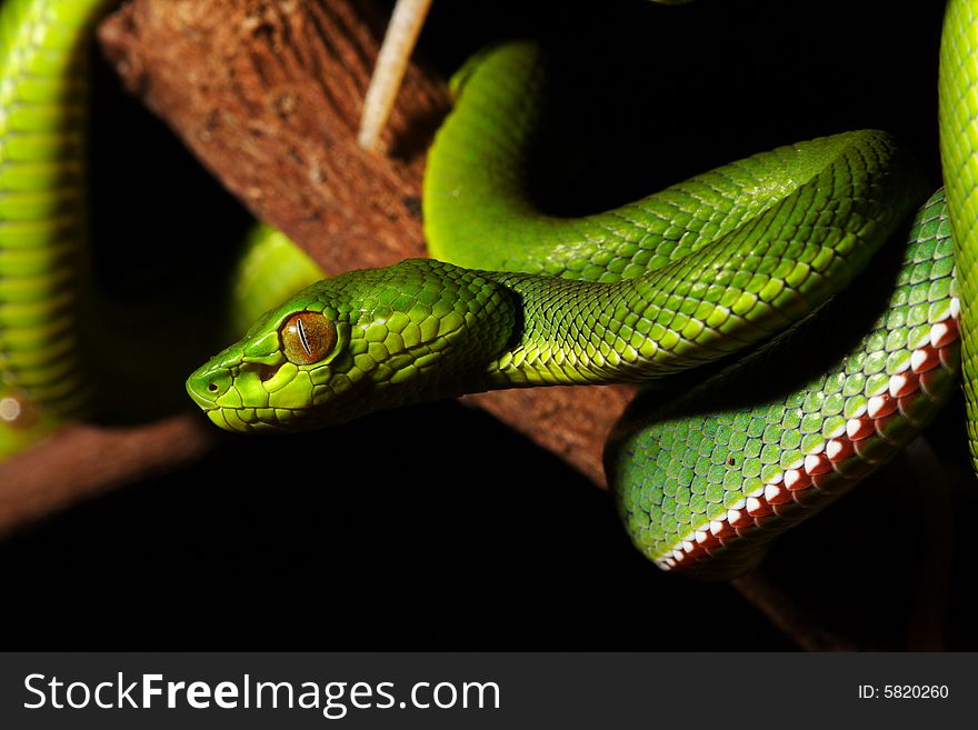 Image of green snake in the zoo.