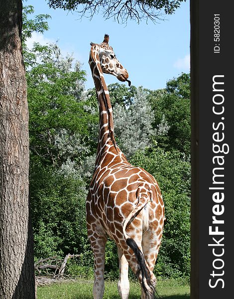 The giraffe is an African even-toed ungulate mammal, the tallest of all land-living animal species.