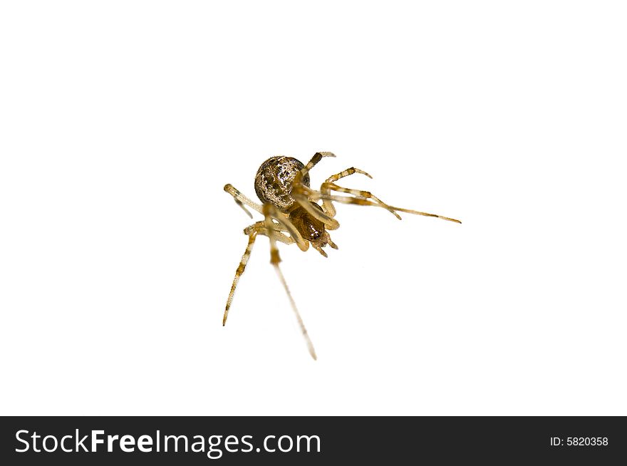 Macro shot of a spider isolated in white. Macro shot of a spider isolated in white