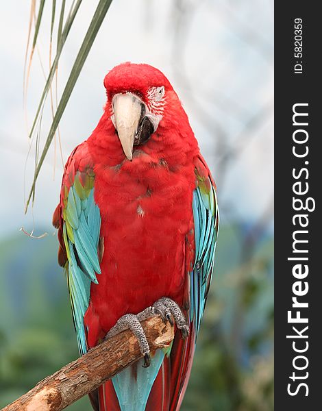 Macaws are small to large, often colourful New World parrots. Macaws are native to Mexico, Central America, South America, and formerly the Caribbean.