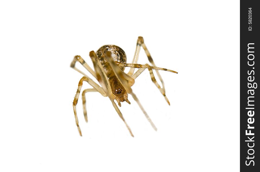 Macro shot of a spider isolated in white. Macro shot of a spider isolated in white