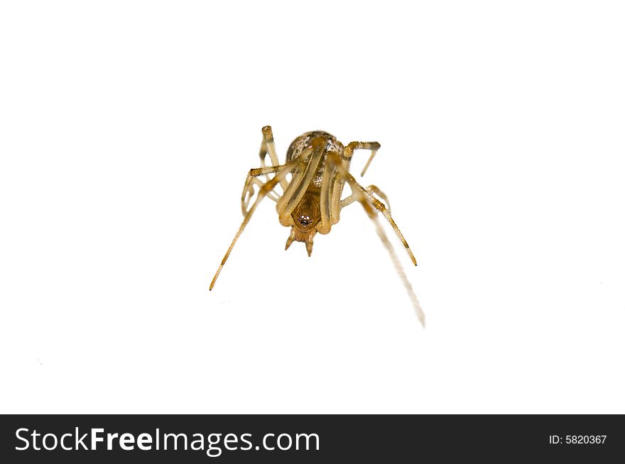 Macro shot of a spider isolated in white. Macro shot of a spider isolated in white