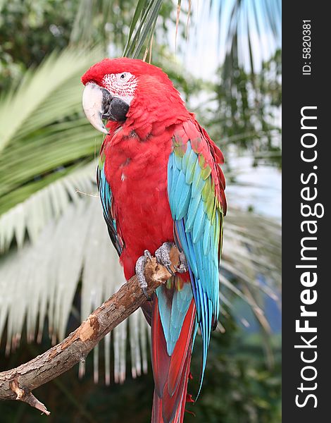 Macaws are small to large, often colourful New World parrots. Macaws are native to Mexico, Central America, South America, and formerly the Caribbean.