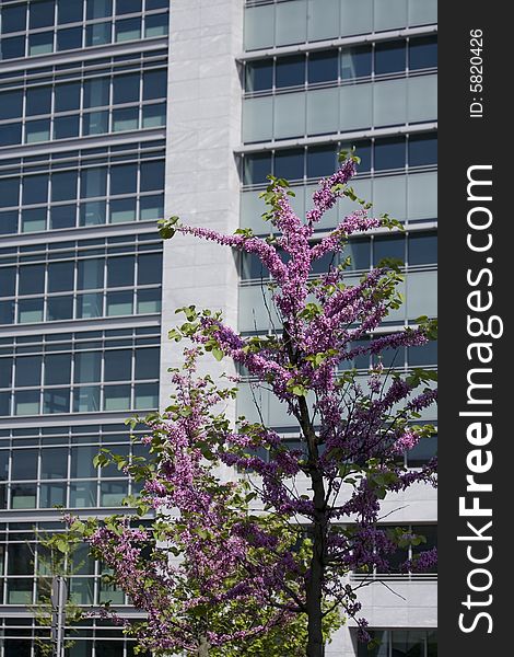 Image of a modern building whit violet flowers