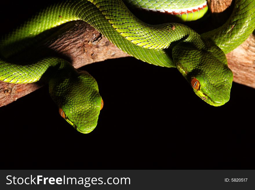 Image of green snake in the zoo.