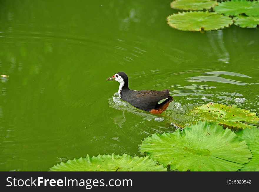 Water Bird And Water Lily In The Pond