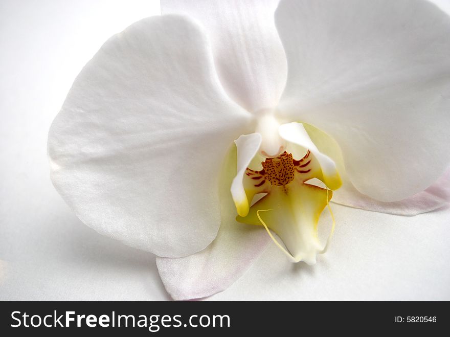 Exotic White Orchid