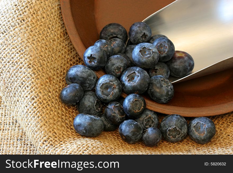 Burlap background and old tin accent a scoop of fresh blueberries. Burlap background and old tin accent a scoop of fresh blueberries.